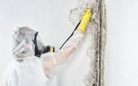 Why You Should Choose Our Mold Remediation Services in (206) 803-13630